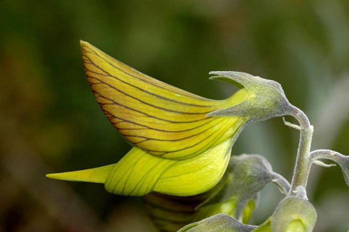 Colibri Loc - Insolite - 3 Etoiles - Parc - Etang - Familles - Soiree Ok Brigne 외부 사진